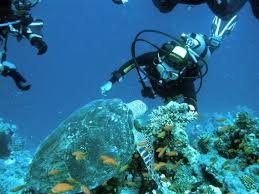 dive2