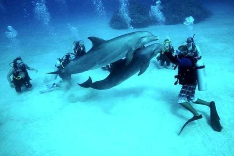dive6