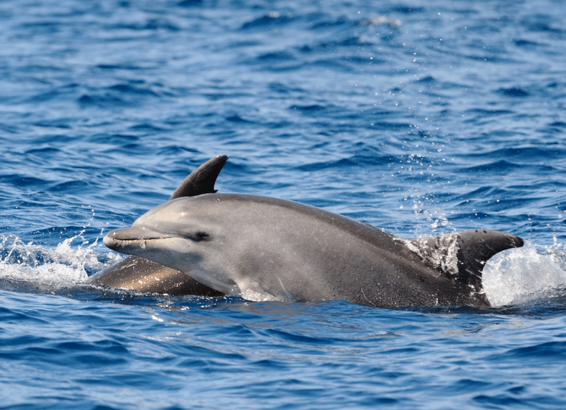 Dolphin-Hurghada- VIP