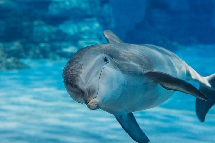 Dolphin-VIP-Hurghada